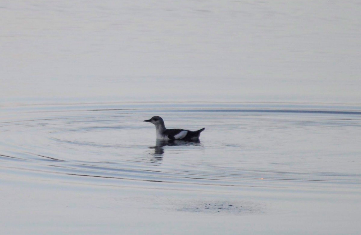 Black guillemot making rings.