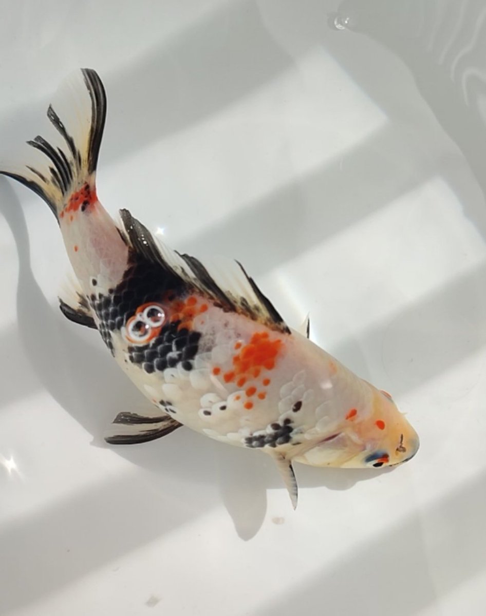 さみーよ

ついこの前まであちー
つって文句言ってたけど

そんなさみー中
きれいな魚に成るように

朝帰り次第、メンテナンスやる

外さみー