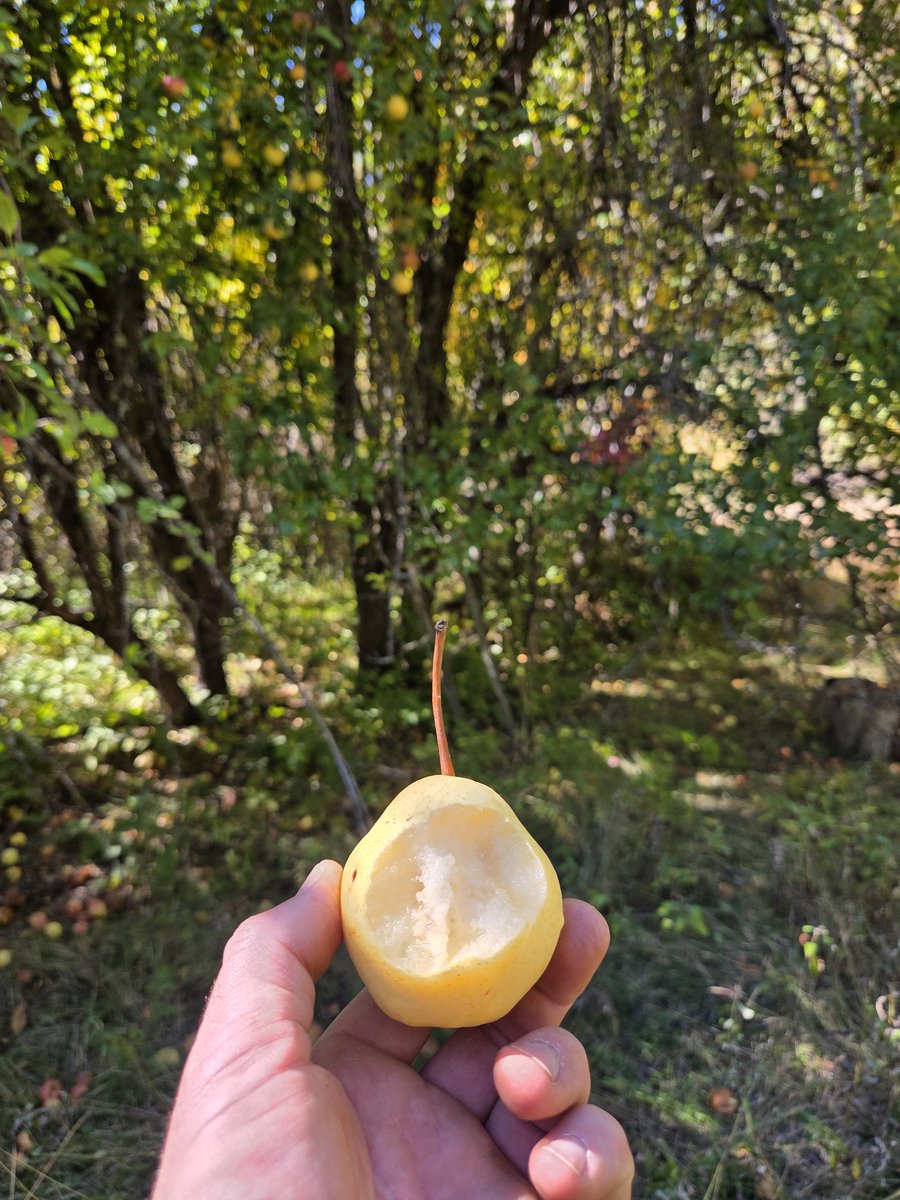 Gift of Trees of Draught of Barrel tweet media