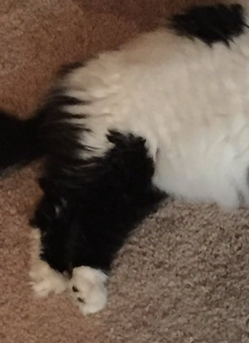 three_gremlins's tweet photo. @oreoeocat @alphaanomics panda legs https://t.co/UGEsZ79VP8