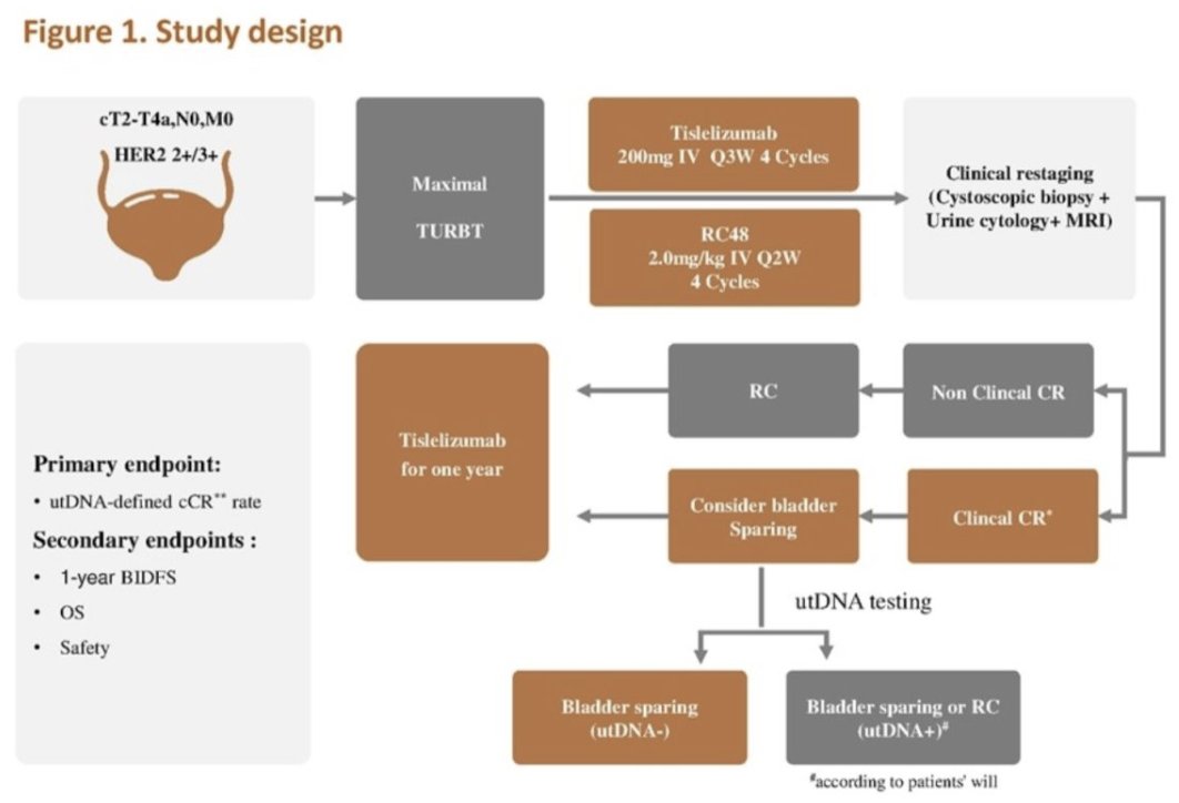 urotoday's tweet image. #PUNCH02: Interim results from a phase II study of tislelizumab combined with disitamab vedotin as a bladder preservation therapy for urine tumor DNA (utDNA)-defined clinical complete response #MIBC patients. Presentation by Bin Huang, MD. #ESMO25 written coverage by @RKSayyid &amp;gt;…