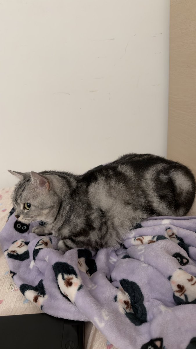 chuchuchuchu tweet media