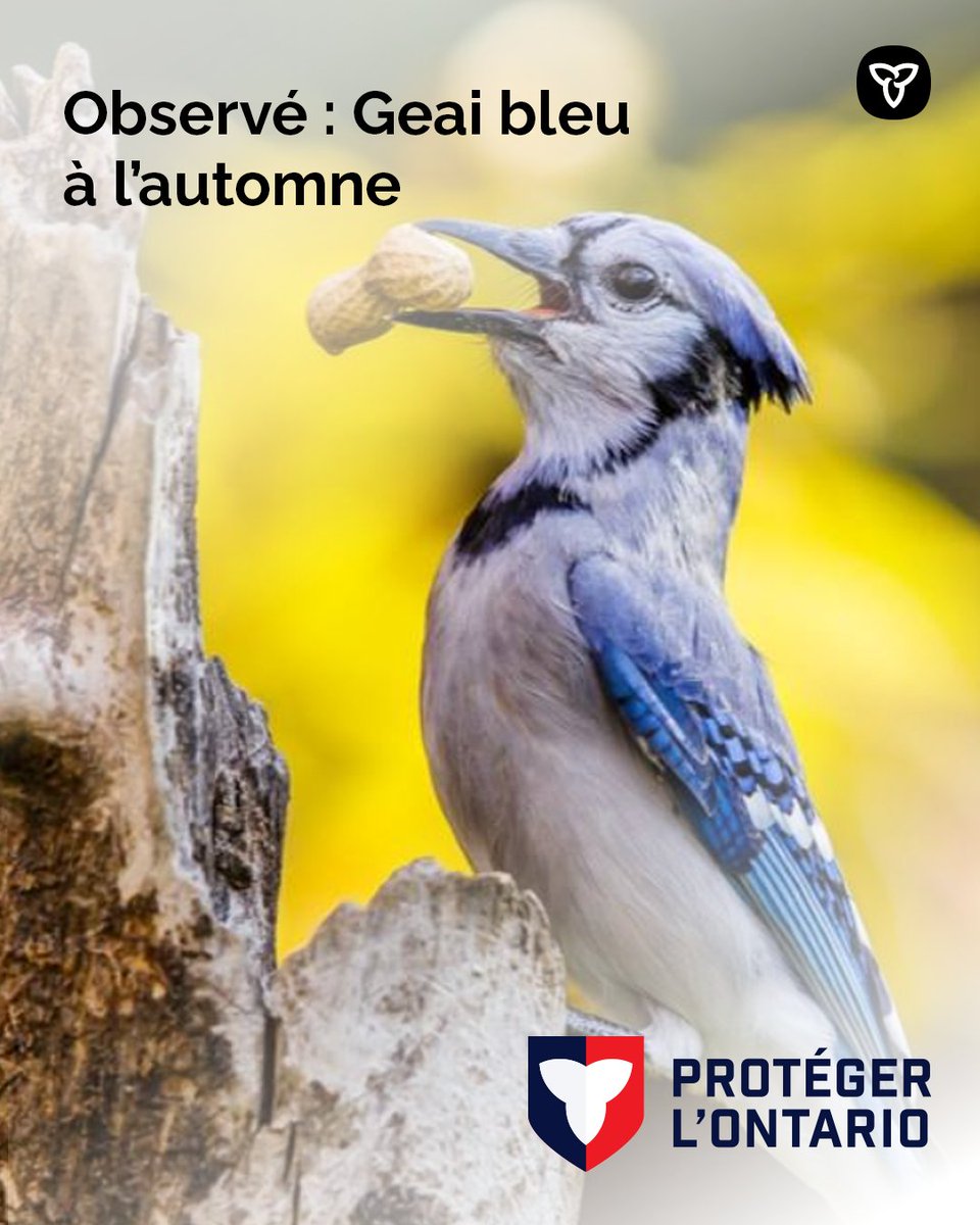 Observés #BlueJays en route pour la Série mondiale!

Quand les ornithologues voient ces oiseaux aux couleurs bleu et blanc vives, elles et ils ont toujours de quoi se réjouir.

Vous avez pris une photo? Partagez vos observations de la faune sur iNaturalist.ca. 📸