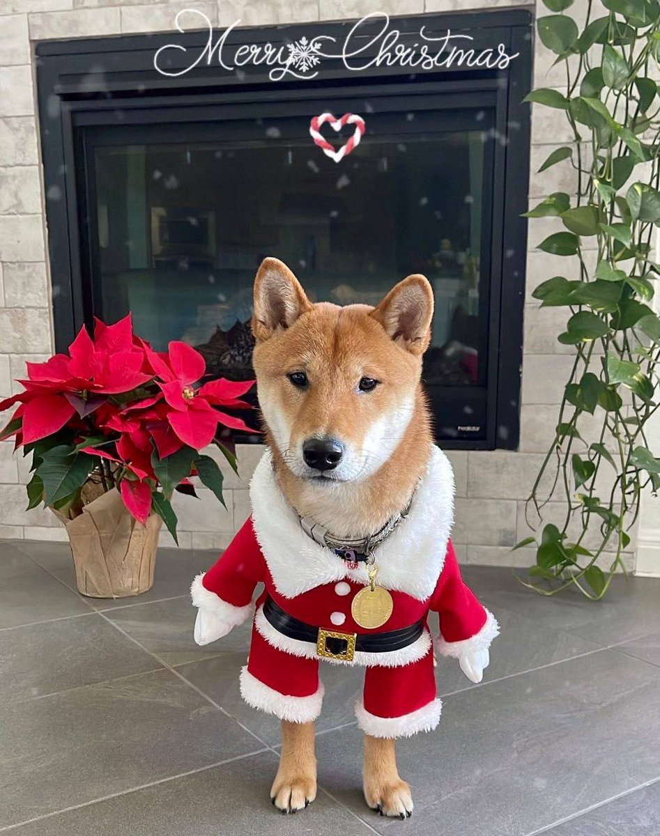 <a href="/elonmusk/">Elon Musk</a> <a href="/elonmusk/">Elon Musk</a> Remember Floki Santa from 2021? So cute!