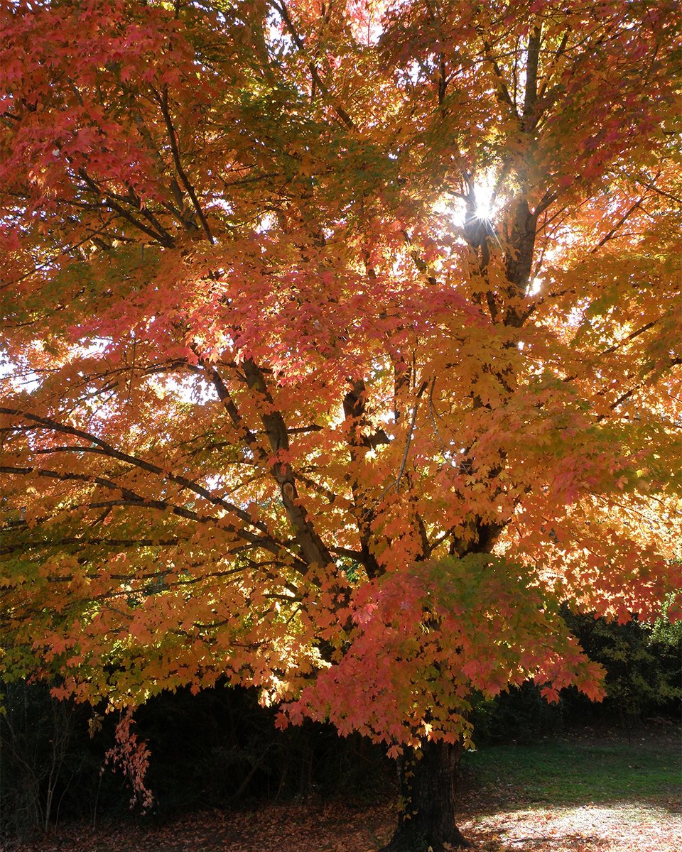 Nothing compares to the breathtaking colors of fall in Mississippi 🍁