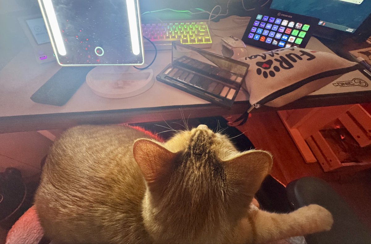 The best makeup 💄 session should always include a cat 🐈 🫶🏻💜