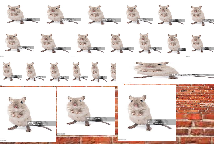 im_a_random_man's tweet photo. robert is now gone i am now 23miceonthewall i am better than robert robert is very bad now even if i am robert robert is bad now i am good 23miceonthewall lets go supremacy 23miceonthesupremacy yay i did it im 23 mice on a wall so funi yes 23mice https://t.co/0bYl4he8Zb