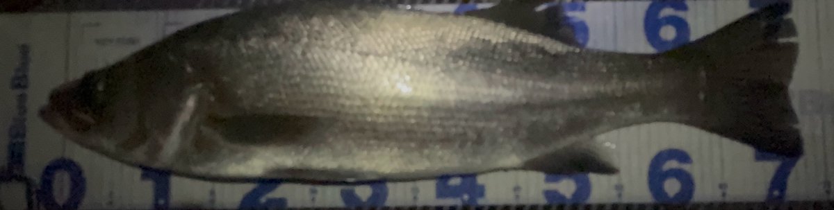 せーじさん@釣りとカープとGLAY on X