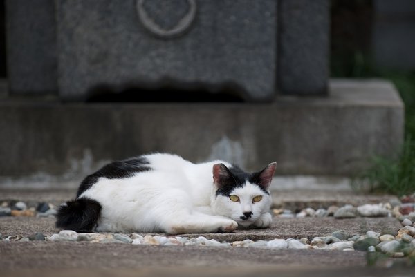 TravellingCats's tweet image. Halloween Travel Tip: Meet the Cats of Aoyama Cemetery in Tokyo, Japan 🐱🇯🇵 traveling-cats.com/2015/10/cats-f…
#cats #CatsOnX #catslover #cemetery #spookymonth #Tokyo #neko #graveyard #straycats