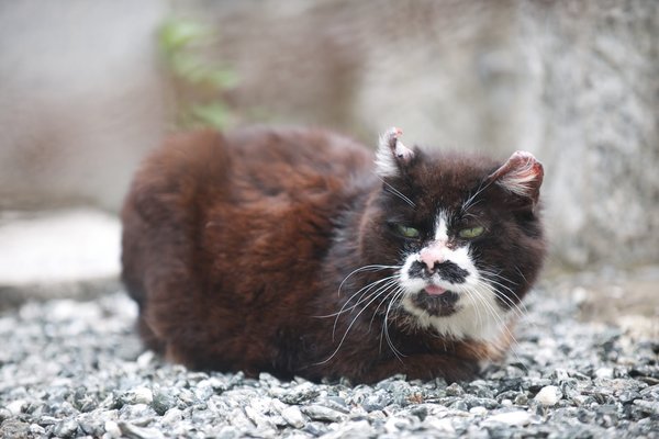 TravellingCats's tweet image. Halloween Travel Tip: Meet the Cats of Aoyama Cemetery in Tokyo, Japan 🐱🇯🇵 traveling-cats.com/2015/10/cats-f…
#cats #CatsOnX #catslover #cemetery #spookymonth #Tokyo #neko #graveyard #straycats