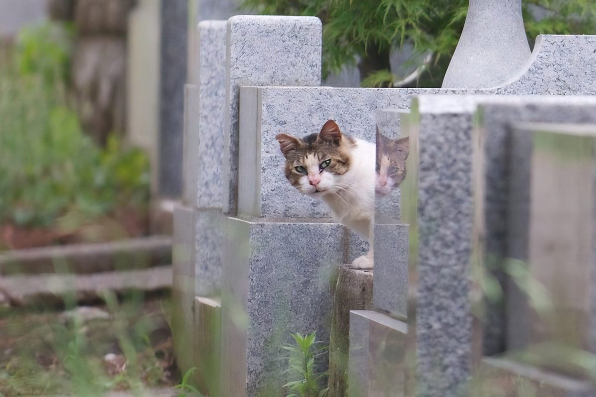 TravellingCats's tweet image. Halloween Travel Tip: Meet the Cats of Aoyama Cemetery in Tokyo, Japan 🐱🇯🇵 traveling-cats.com/2015/10/cats-f…
#cats #CatsOnX #catslover #cemetery #spookymonth #Tokyo #neko #graveyard #straycats