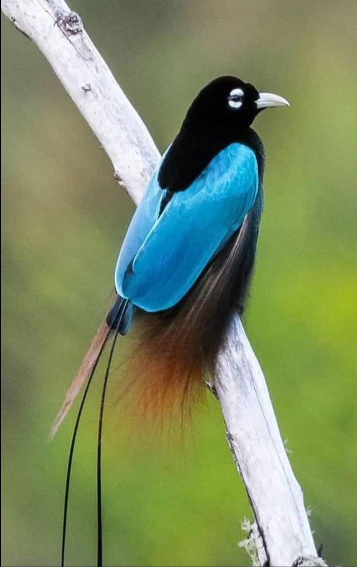 Worldwild05 (@worldwild05) on Twitter photo 