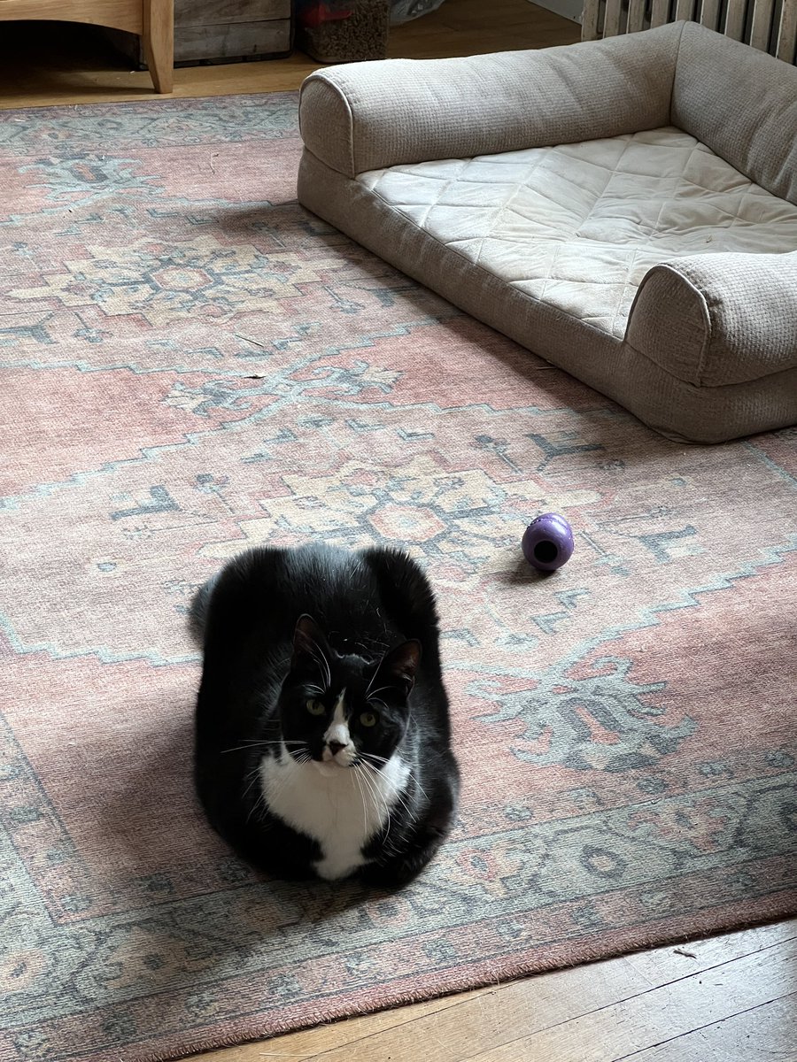 JinxAndOldMen's tweet photo. kirby makes a good loafer! https://t.co/5ZHmDqBhJY