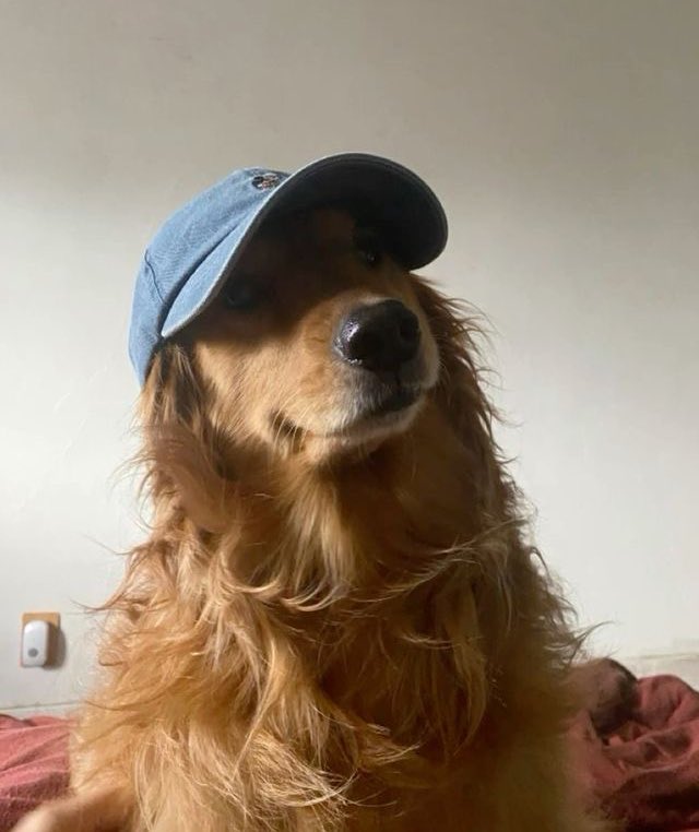 rsrosiess's tweet image. shes so golden retriever coded