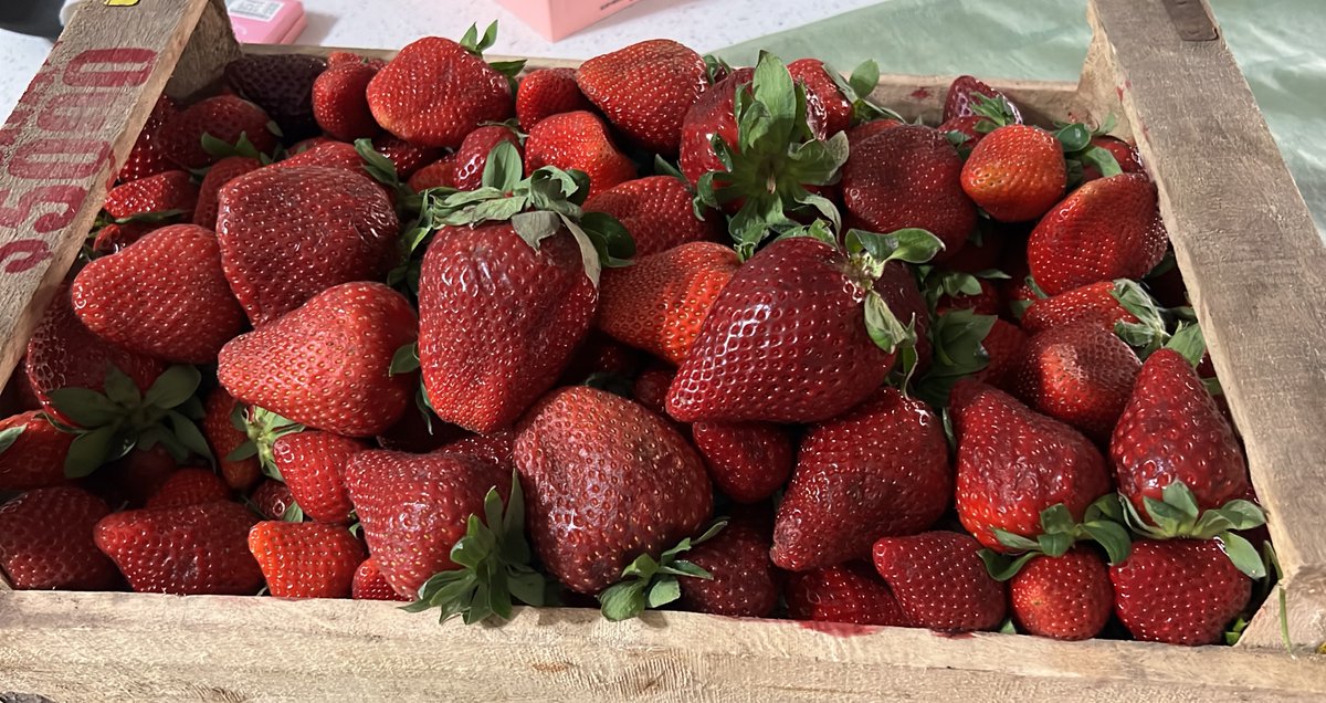 ghosteada's tweet image. never kill yourself