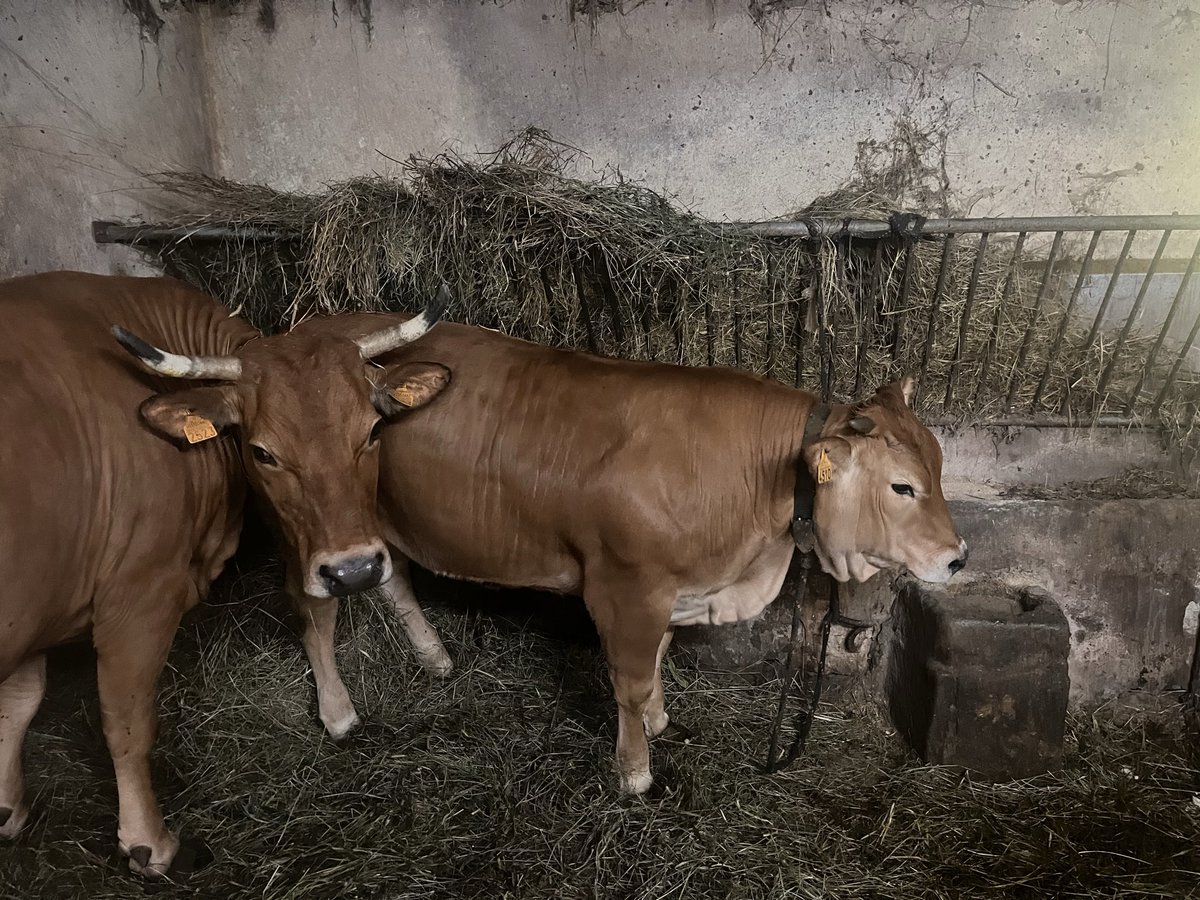 Visitando feligreses que me enseñan los productos de sus caseríos.