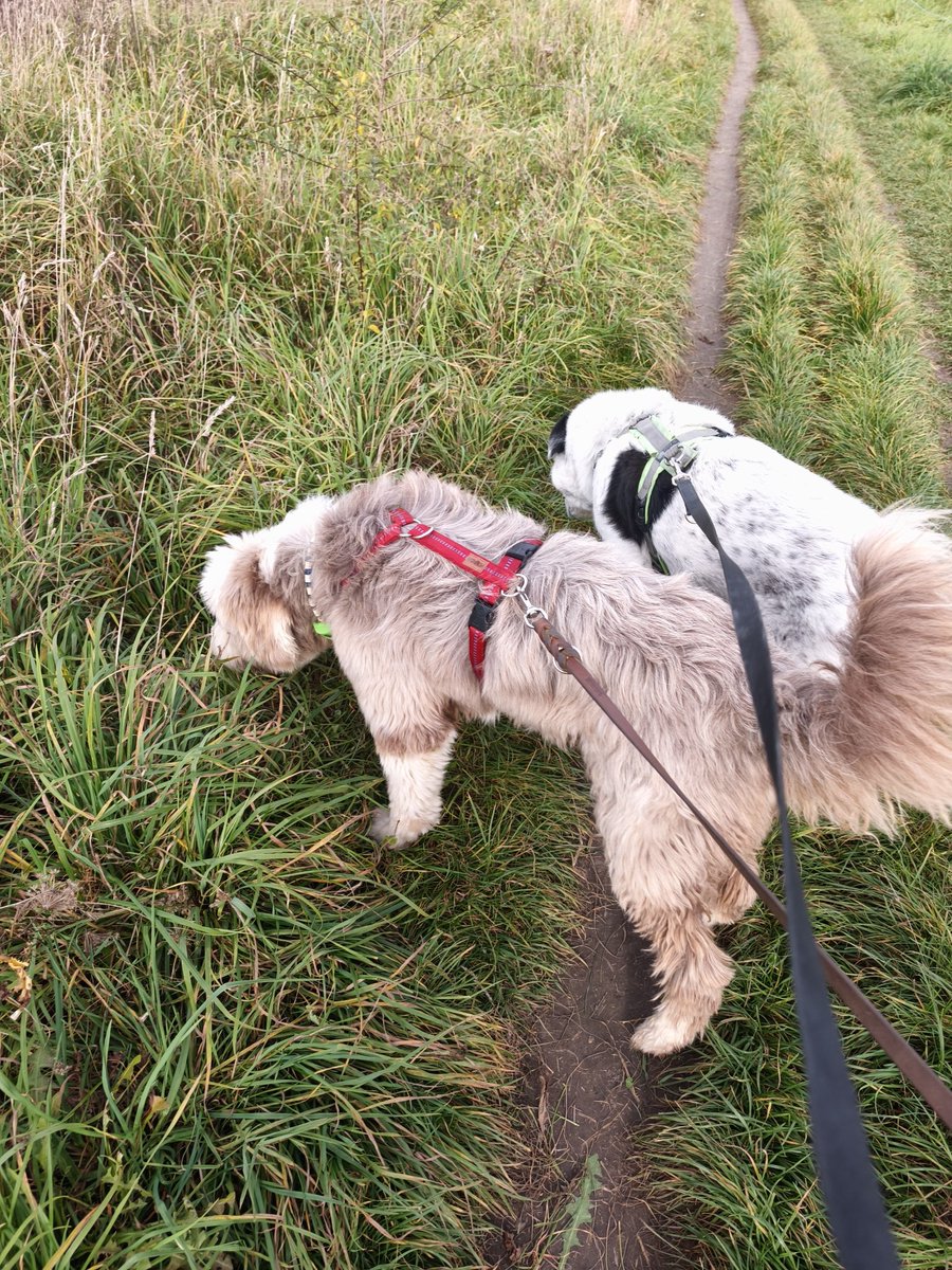 Ich hab heute meinen Kumpel <a href="/Crisou6/">Crisou 🐾Bearded Collie🐾und Welli Robert🐦</a> getroffen und hab ihm meine Büro - Gassirunde gezeigt. Er hat gesagt, ich darf ihn auch mal in der Arbeit besuchen