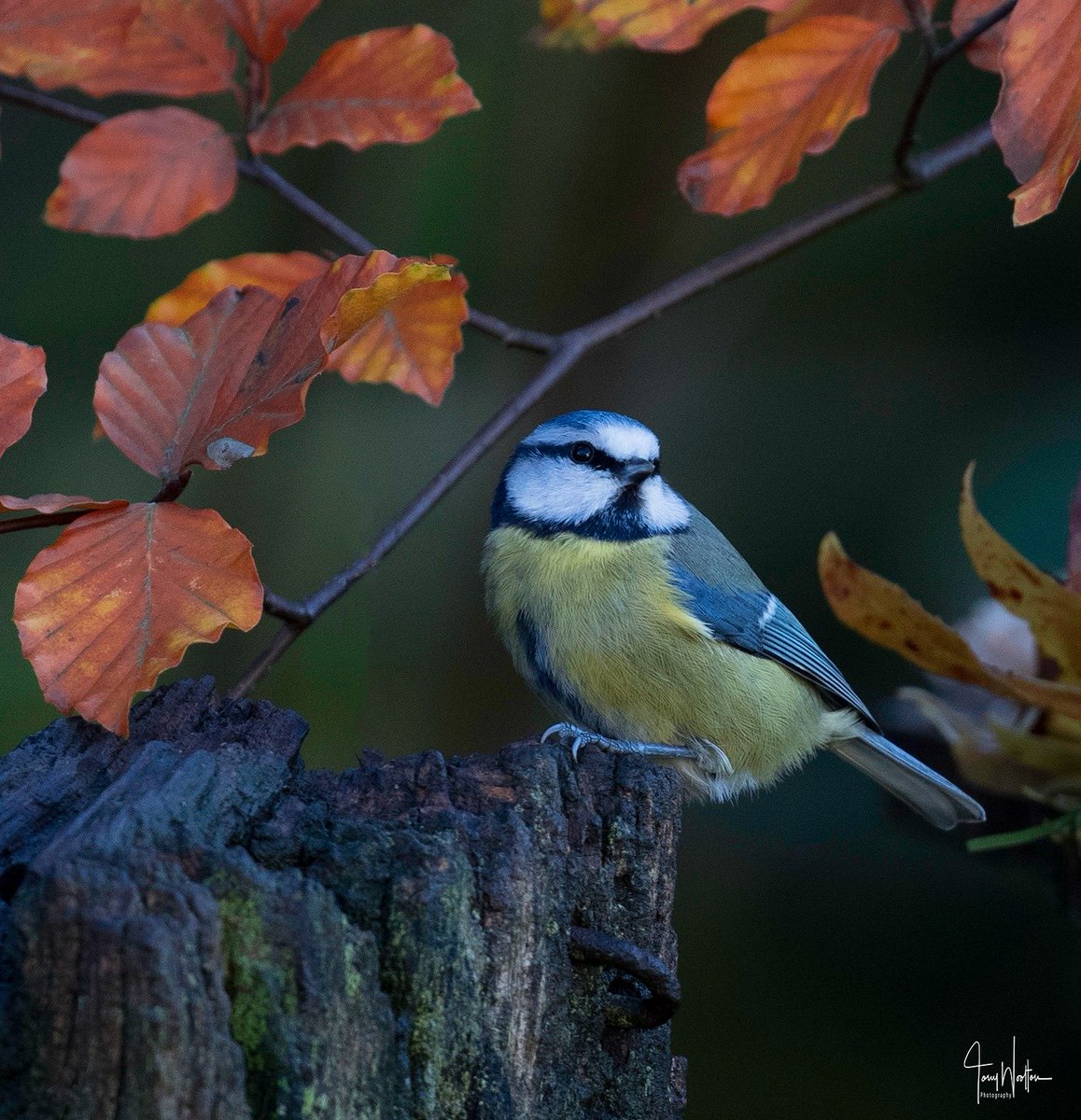 Little Blue tit taking some time out.