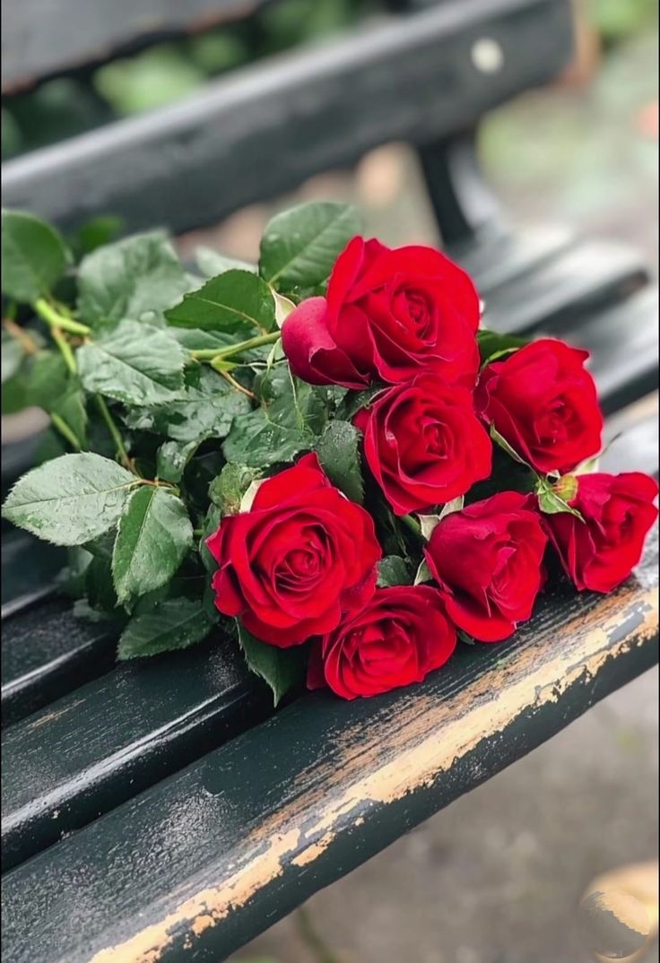 Velvity Rose (@velvityrose) on Twitter photo 