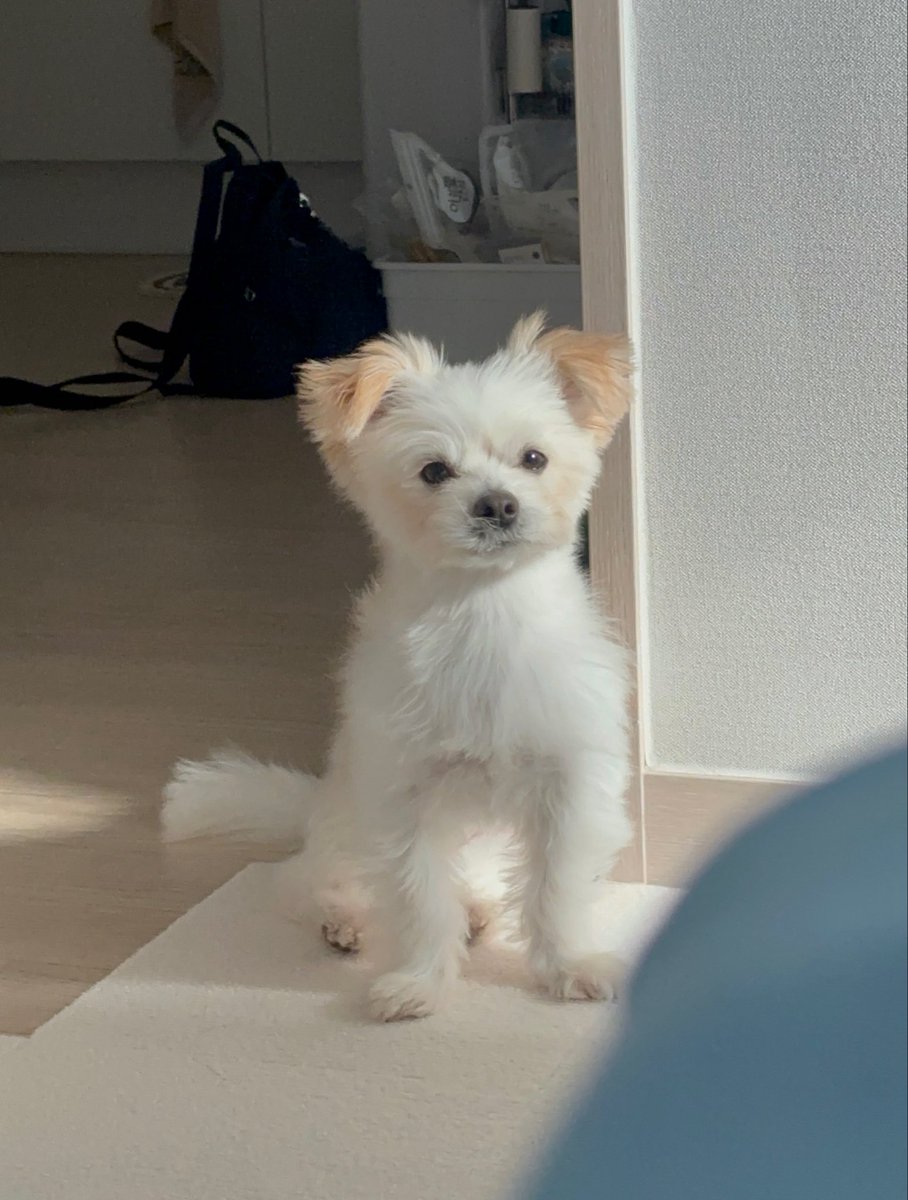 강아지 tweet media