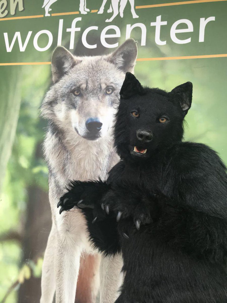 BerkWolf's tweet photo. Photo update on my wolf page.
🦊 #Wolfcenter
🗓 19. - 20.03.2018
🏨 @WOLFCENTER_
🏙 #Dörverden 🇩🇪
link to the photos:
https://t.co/eH9Xf0O5kB
#Wolf #Wölfe #Furry #Fursuit #Doerverden #Berk #BerkWolf
Follow my Berk-News (TG):
https://t.co/AIwKf2hgax
📸 #Luperca https://t.co/1FZnAcxiG9