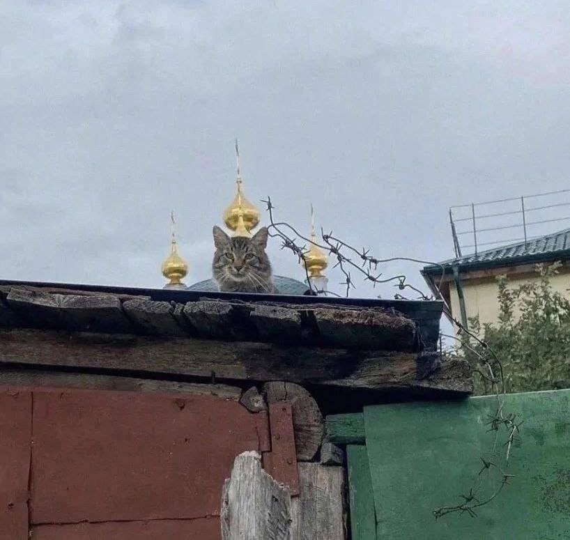 Джулик tweet media