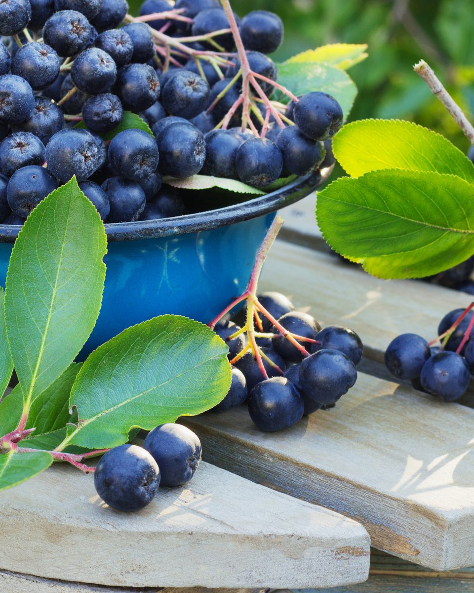 Make your fall garden sweet with the Viking Aronia Chokeberry Bush. 🍁🫐 

This shrub has colorful fall foliage and produces tart, antioxidant-rich berries. Add them to muffins, jams, and desserts for a flavorful fall treat.

Shop now → bit.ly/42QS0ru

#Gardening