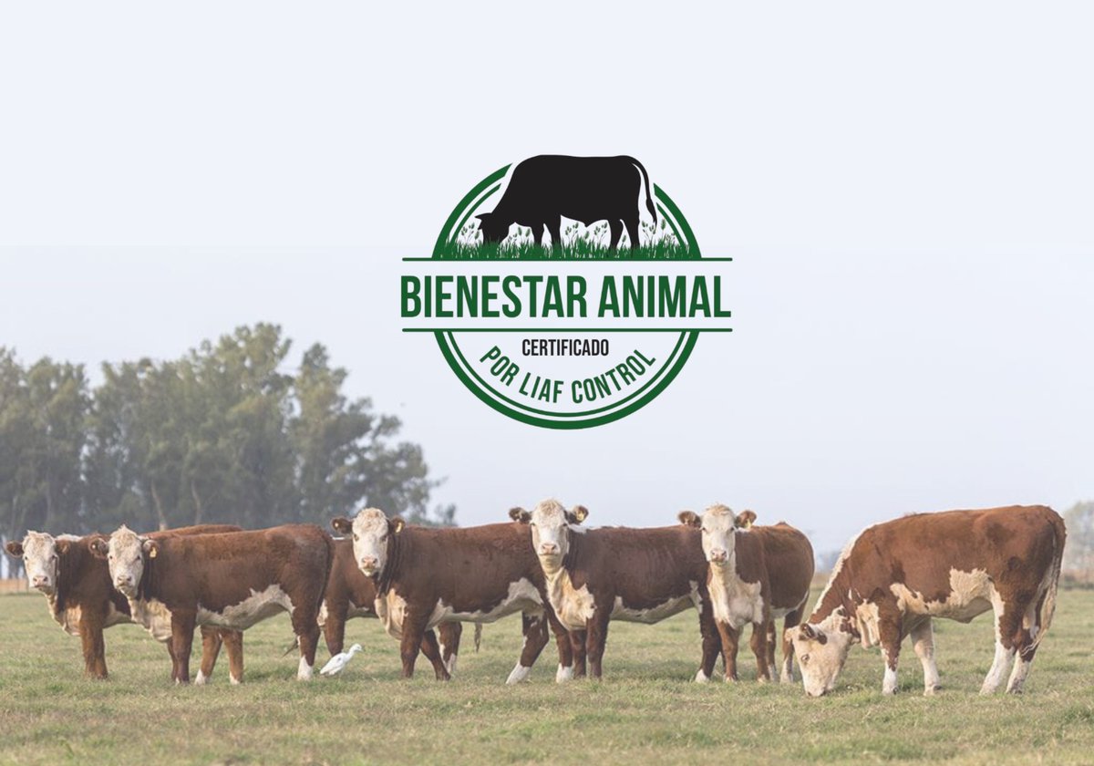 liafcontrol's tweet photo. ✅LIAF Control SRL avanza con la #certificación de #bienestaranimal en #instalaciones #ganaderas 🐃🐂🐄

Conoce los #beneficios de este Esquema de Certificación de Bienestar Animal que abarca toda la cadena productiva en Argentina 🔗 https://t.co/4e6MqMmmMC https://t.co/RxOa1Wx0He