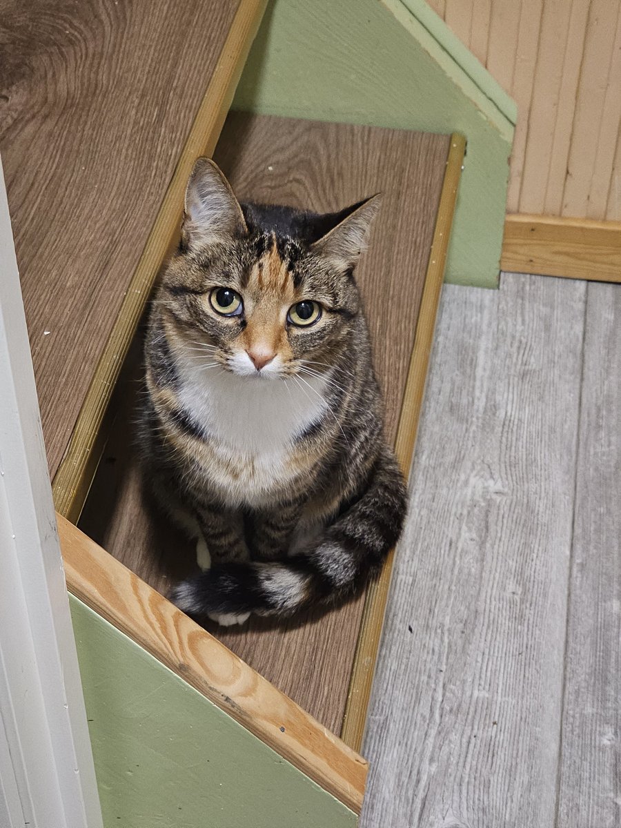 最近あんまり会わないね。私の布団より長男の部屋の方が暖かいことを見つけたんでしょ😂