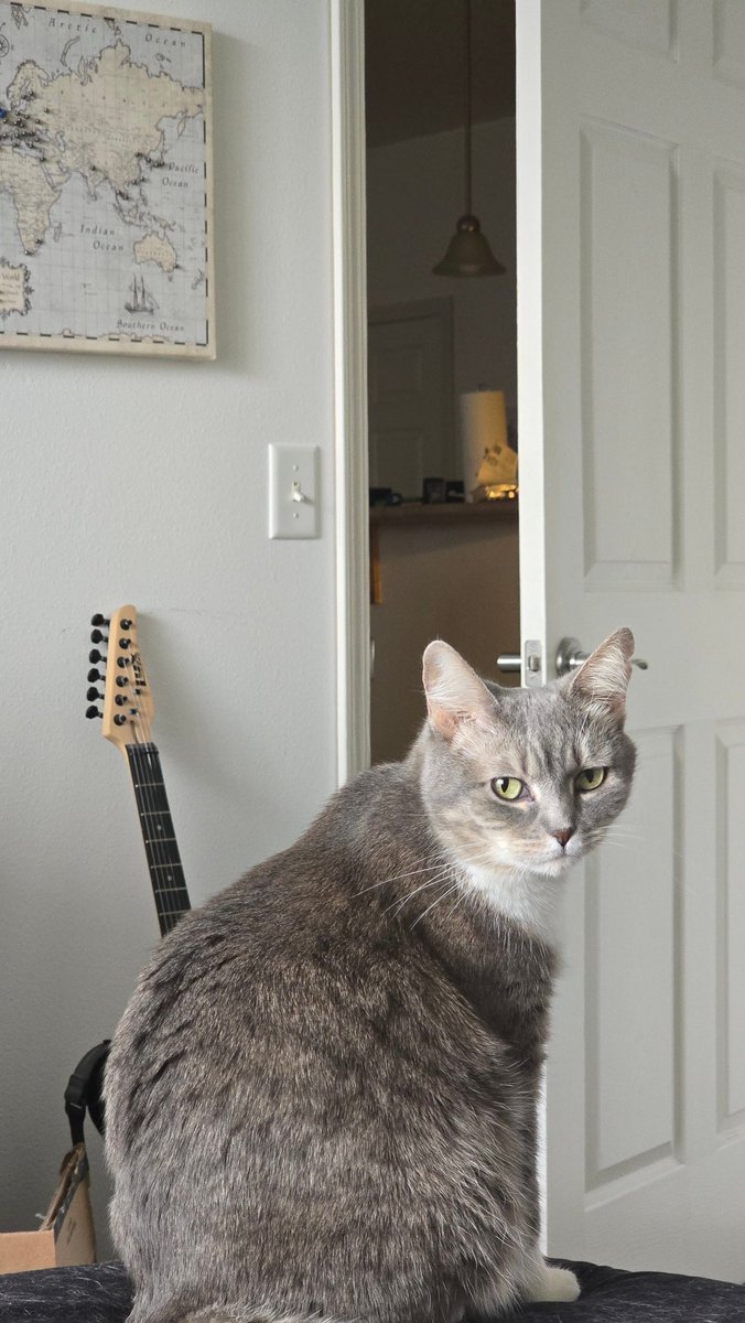 Laphicet0's tweet image. As soon as I wake up she&apos;s always staring at me to get out of bed...