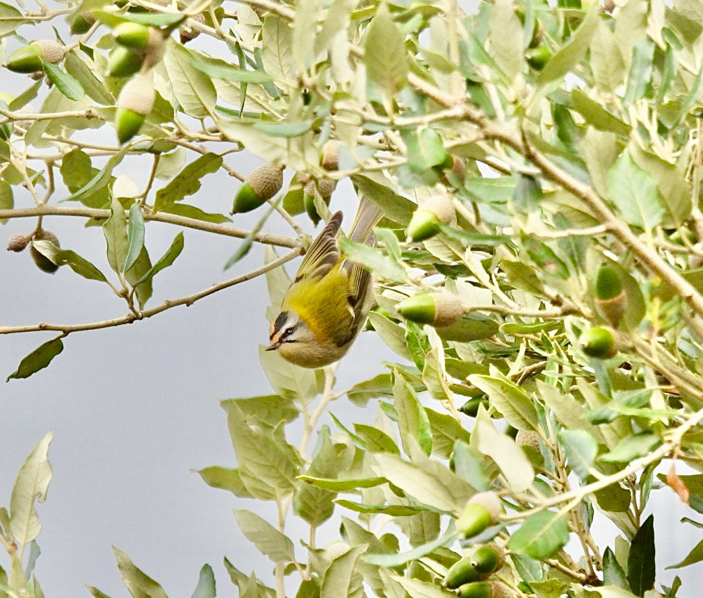 PaulGreenWire's tweet image. This is the Firecrest Sue found on our Dunwich Walk this afternoon.Absolutely Stunning little Birds.A miracle I managed a Picture.#coolpix950 #firecrest #rarebirds #suffolkbirds #birding