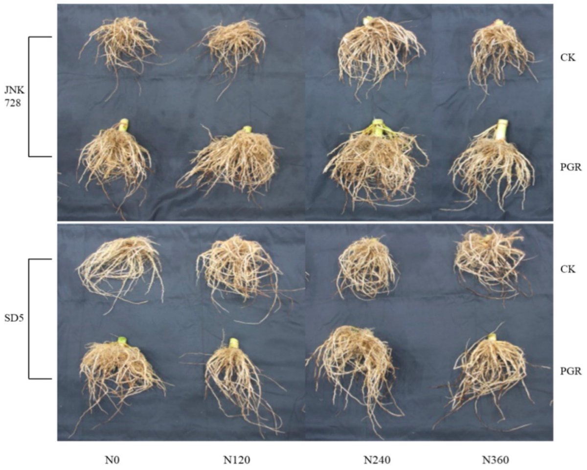 Plants_MDPI's tweet photo. 🌽 Smarter nitrogen + chemical regulation = higher maize yield &amp; lower emissions 🌱

Field trials in NE China show optimized root growth, better grain filling &amp; reduced GHGs.
🔗 Read more: https://t.co/Wh9h8IiLwi

#NitrogenUseEfficiency #MaizeProduction #Sustainability https://t.co/t5dkz6pmzz