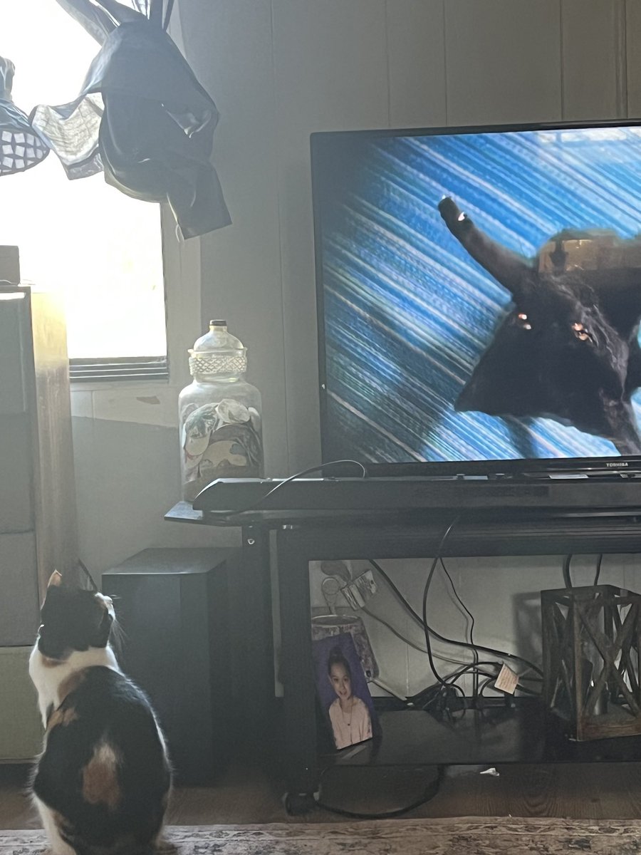 Penny watching then”psychology of cats”