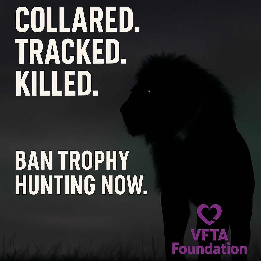 VFTAFoundation's tweet image. They baited him. A collared research lion was lured out of safety—and shot. This is slaughter, not sport.
Read why Blondie’s death must be the turning point: idaUSA.org/campaign/wild-…
When will we say: no more?

#StopTrophyHunting #ProtectWildlife #BanLionHunting #Conservation