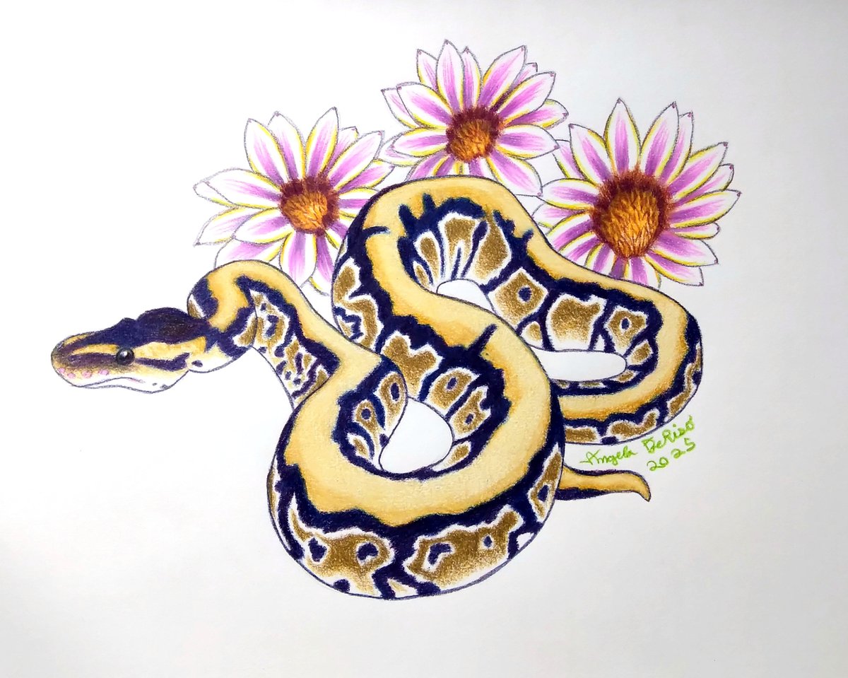 AngeladerisoA's tweet image. Two ball python pieces are done as of today! Gotta clean up the files for printing soon. #ballpython #ballpythonmorphs #coloredpencildrawing #animalart #coloredpencil
