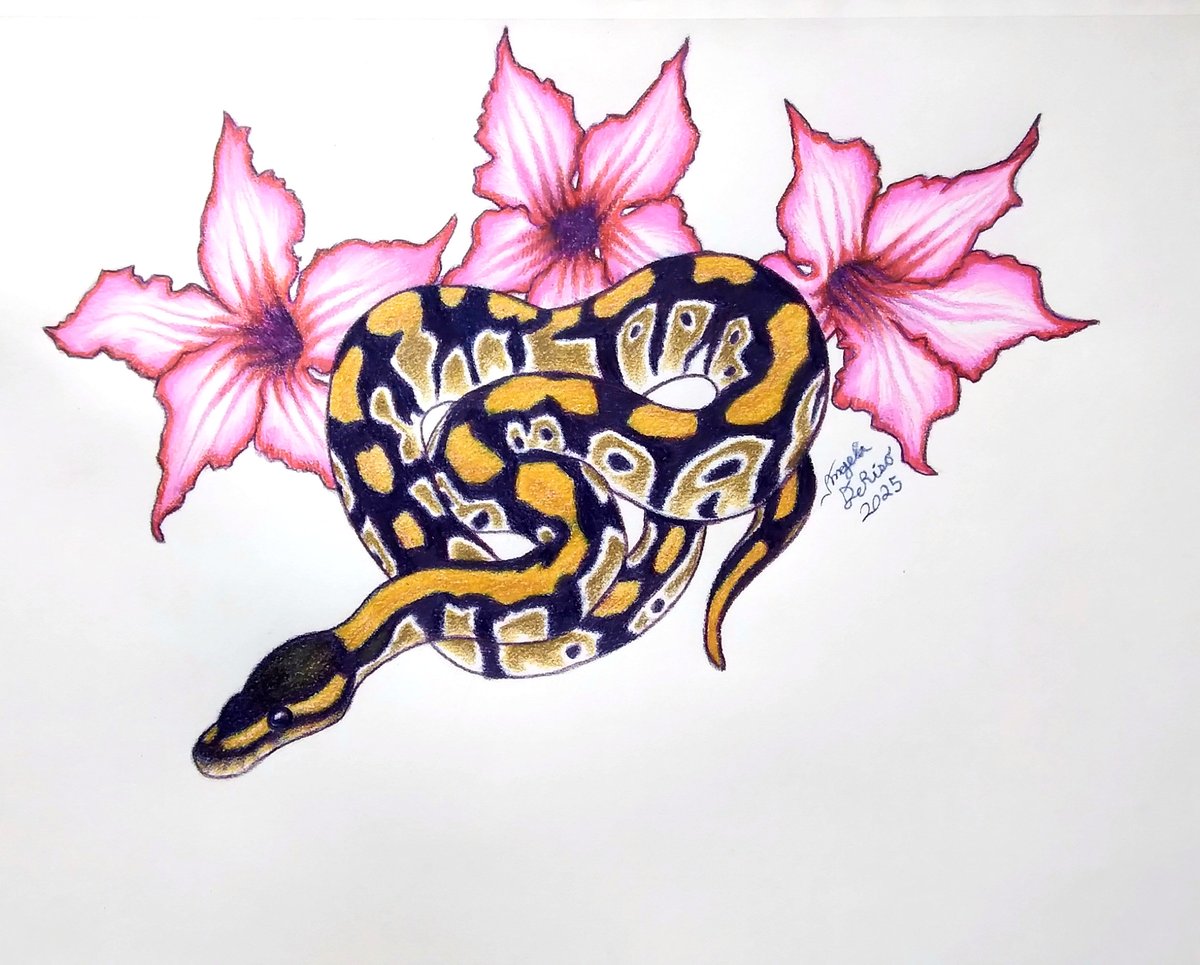 AngeladerisoA's tweet image. Two ball python pieces are done as of today! Gotta clean up the files for printing soon. #ballpython #ballpythonmorphs #coloredpencildrawing #animalart #coloredpencil