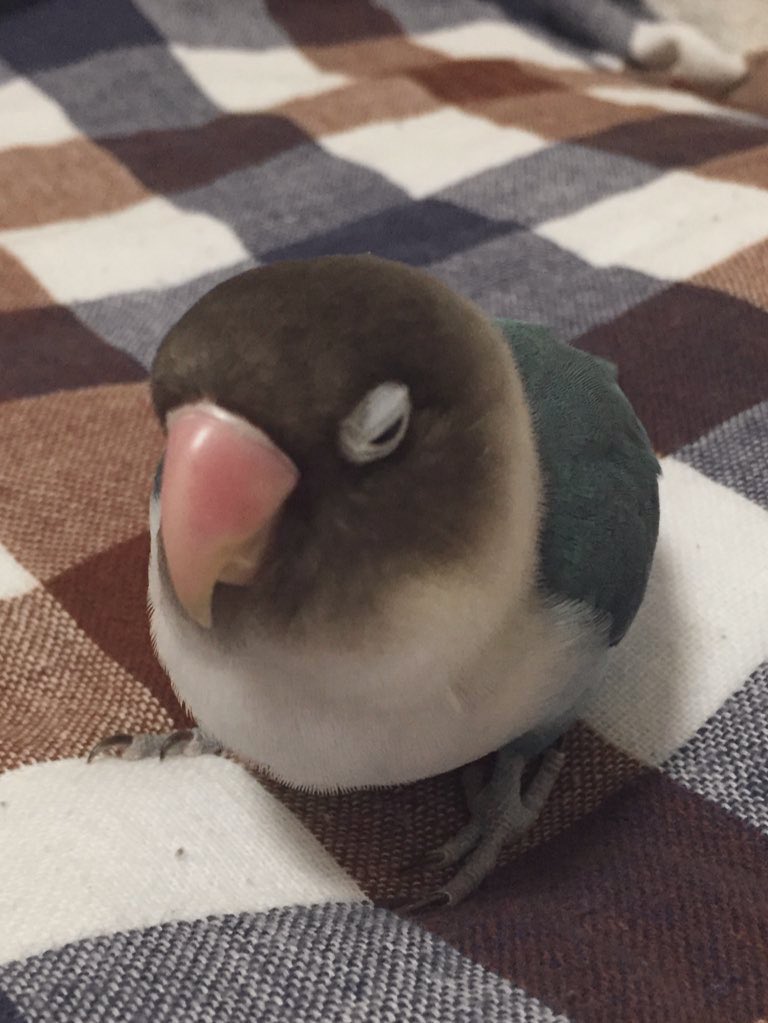 たぬき寝入り…かな？(・・?)

#とりさんの麦目をみせて
#ボタンインコ
#ブルーボタンインコ
#インコ