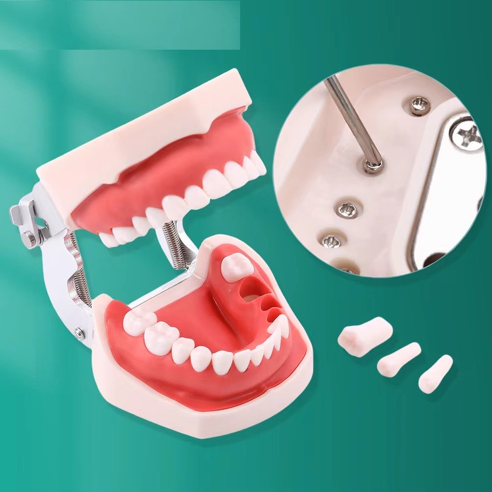 Dental Typodont Model for Phantom Head
📷 Dental Typodont with 28 Screw
📷 Includes Articulator &amp; Screwdriver 
📷 Compatible with Dental Phantom Heads
📷 Essential Equipment for Skills Labs 
📷 Perfect Gift for Dental Students in Pakistan