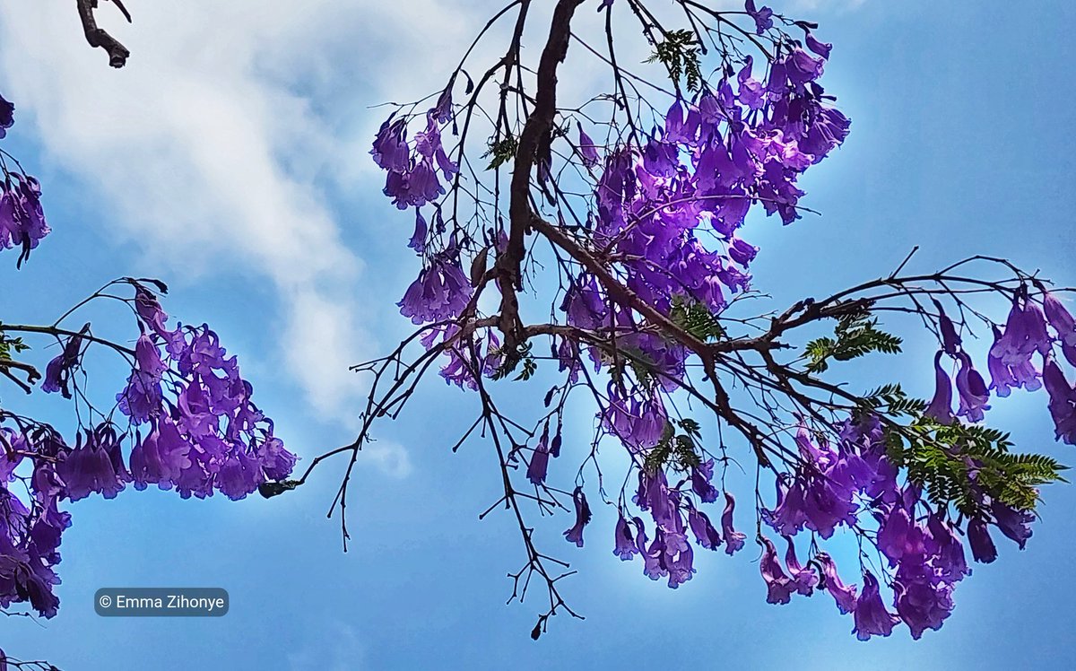So I got a picture request of the jacaranda trees, and I was like, okay cool, definitely!

Happy bloom season! 💜☂️📸

The jacaranda, though not native to Zimbabwe, has become a true symbol of Harare’s beauty. Originally brought from South America in the 1900s.