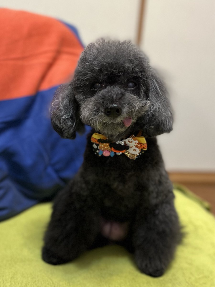 13日にピノが他界しました。
そろそろかな？と思ってから、スマホはほとんど見ないで、睡眠も最低限にして、抱っこしたり、側にいるようにしました。
苦しむことなく、静かに旅立ちました。
ペットロスというより、燃え尽き症候群です。
可愛いピノを応援をしてくださってありがとうございました。