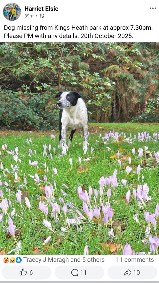 chris towers (@millypod1) on Twitter photo 🆘20 OCT 2025 #Lost Mossey #ScanMe
YOUNG NERVOUS Welsh Collie Female
Kings Heath Park #B14 #Birmingham 
#WestMidlands
Lost in the dark last night at approx 19.30, possibly spooked due to fireworks😢
doglost.co.uk/dog/200511 🆘20 OCT 2025 #Lost Mossey #ScanMe
YOUNG NERVOUS Welsh Collie Female
Kings Heath Park #B14 #Birmingham 
#WestMidlands
Lost in the dark last night at approx 19.30, possibly spooked due to fireworks😢
doglost.co.uk/dog/200511