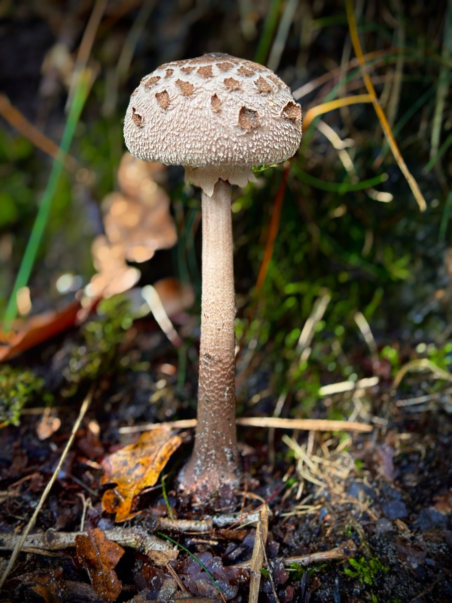 Wim Coenen tweet media