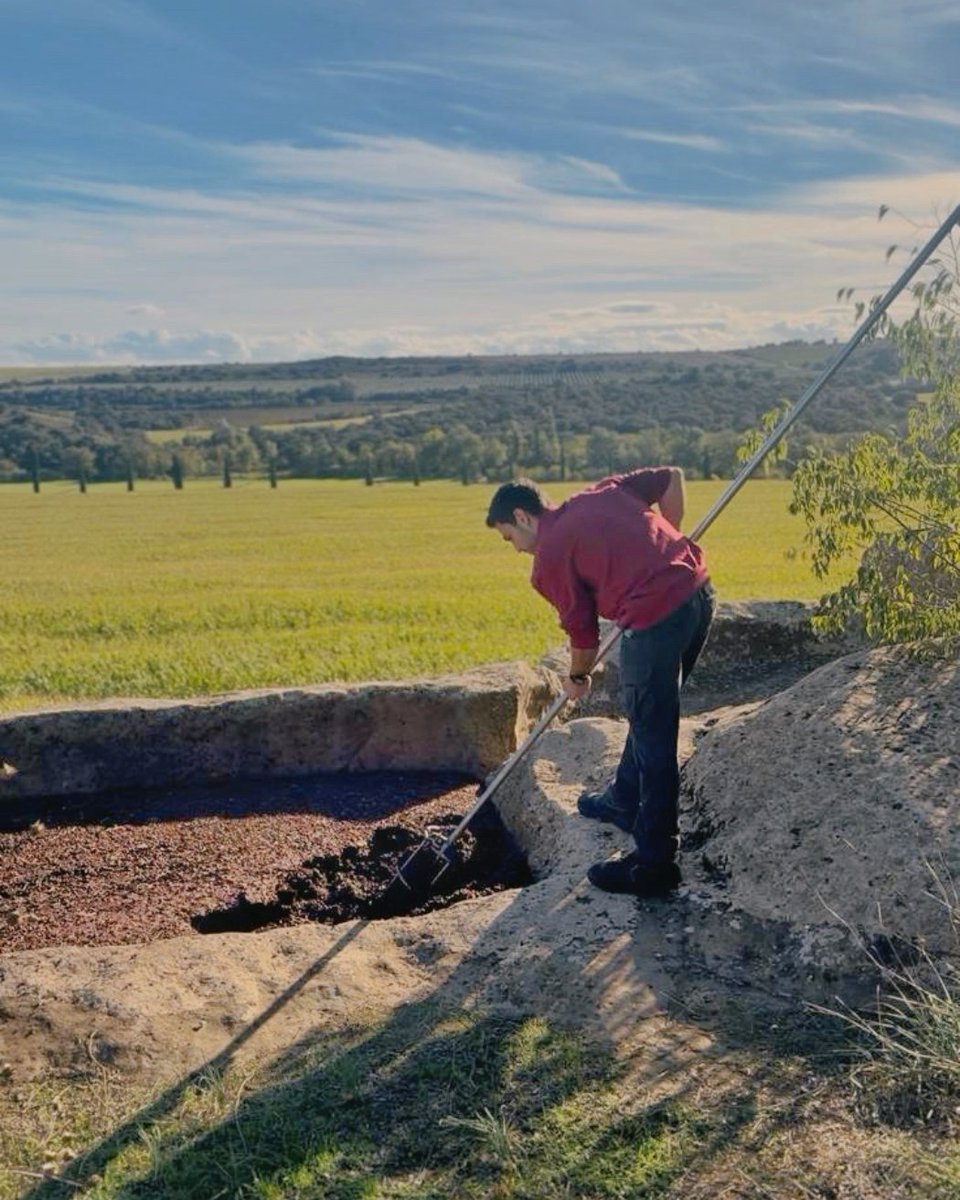 👉🏻Sabies que al segle XII ja es fermentava el raïm als 𝗰𝘂𝗽𝘀 𝗱𝗲 𝗽𝗲𝗱𝗿𝗮 de la nostra finca? 🍇

Avui hem fet una 𝗱𝗲𝗺𝗼𝘀𝘁𝗿𝗮𝗰𝗶𝗼́ 𝗱𝗲 𝗽𝗶𝗴𝗲𝗮𝗴𝗲, una tècnica tradicional per remoure el most durant la fermentació ☺️

🔙 Un petit viatge al passat 🍷