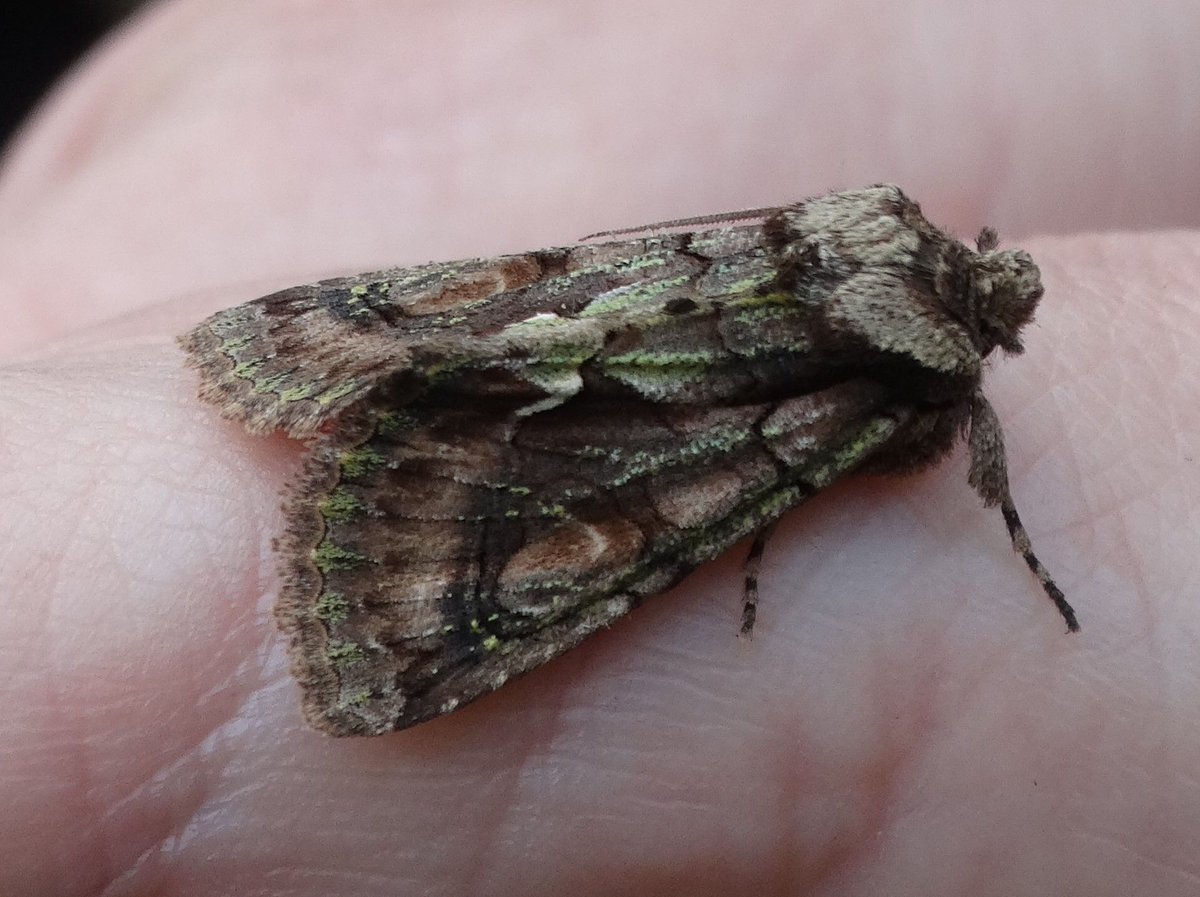 Green seems to be the colour to look out for in your moth trap at the moment. #mothsmatter
