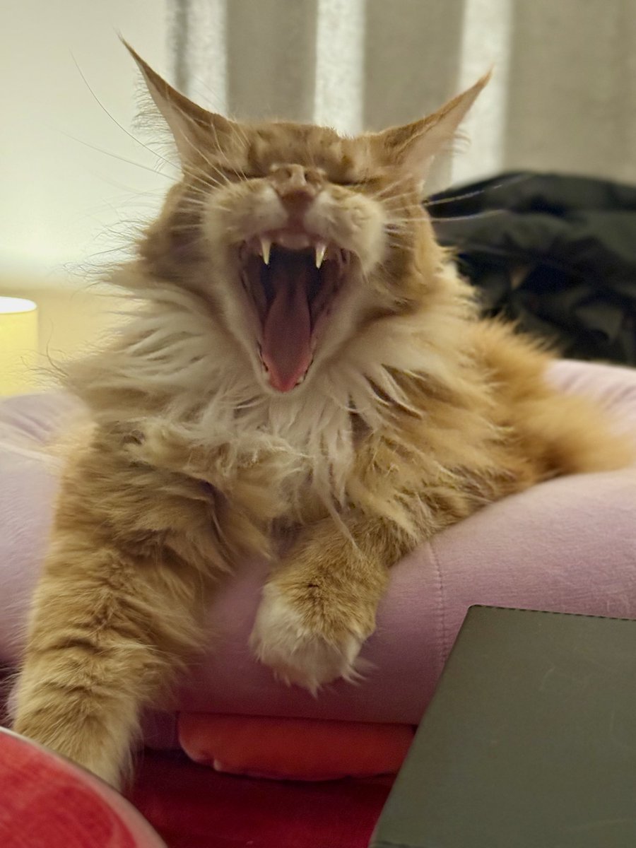 Gizmo is practising for his 2025 Halloween costume - can you guess what he might be dressing up as?? 😹😹🦁🦁 #tongueouttuesdays #teamfloof #CatsOfTwitter