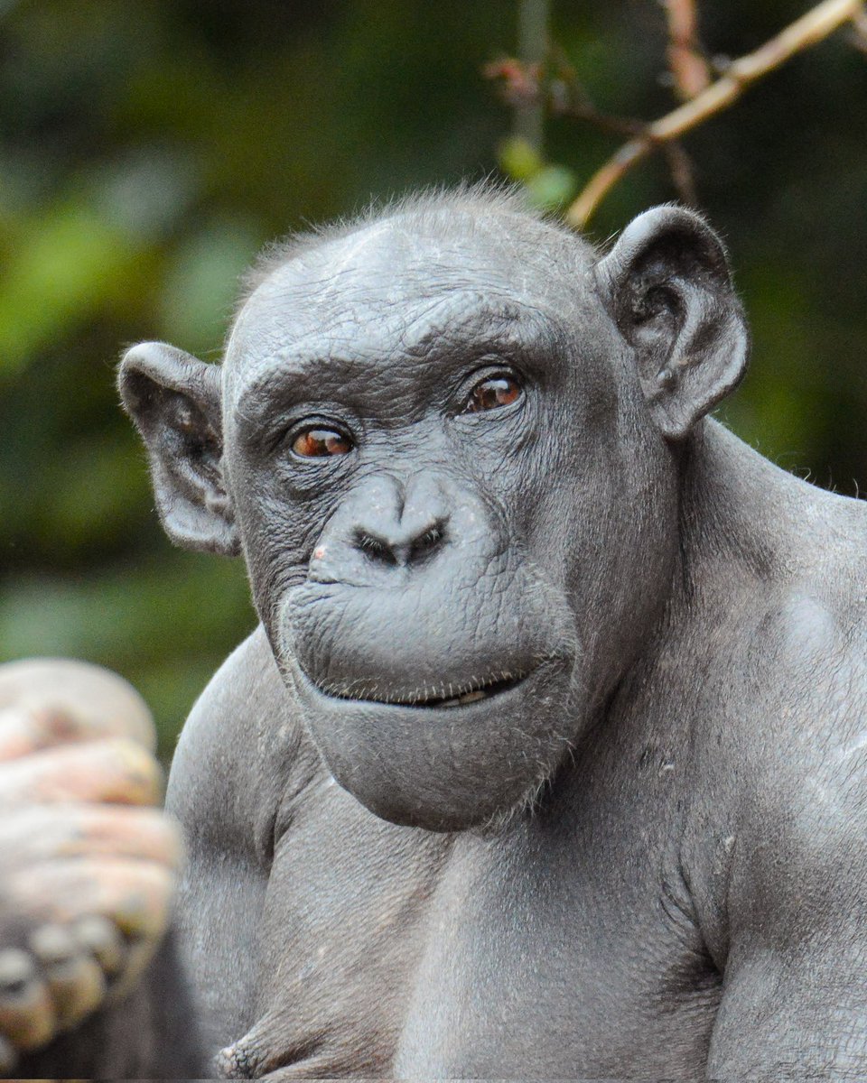 chimplyfred's tweet image. The lovely bald chimp lady Alice