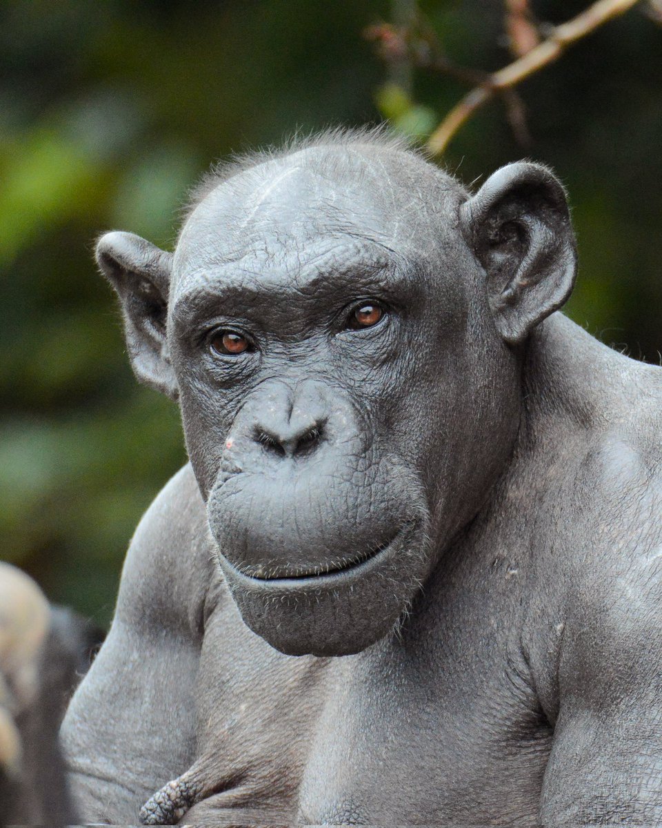 chimplyfred's tweet image. The lovely bald chimp lady Alice