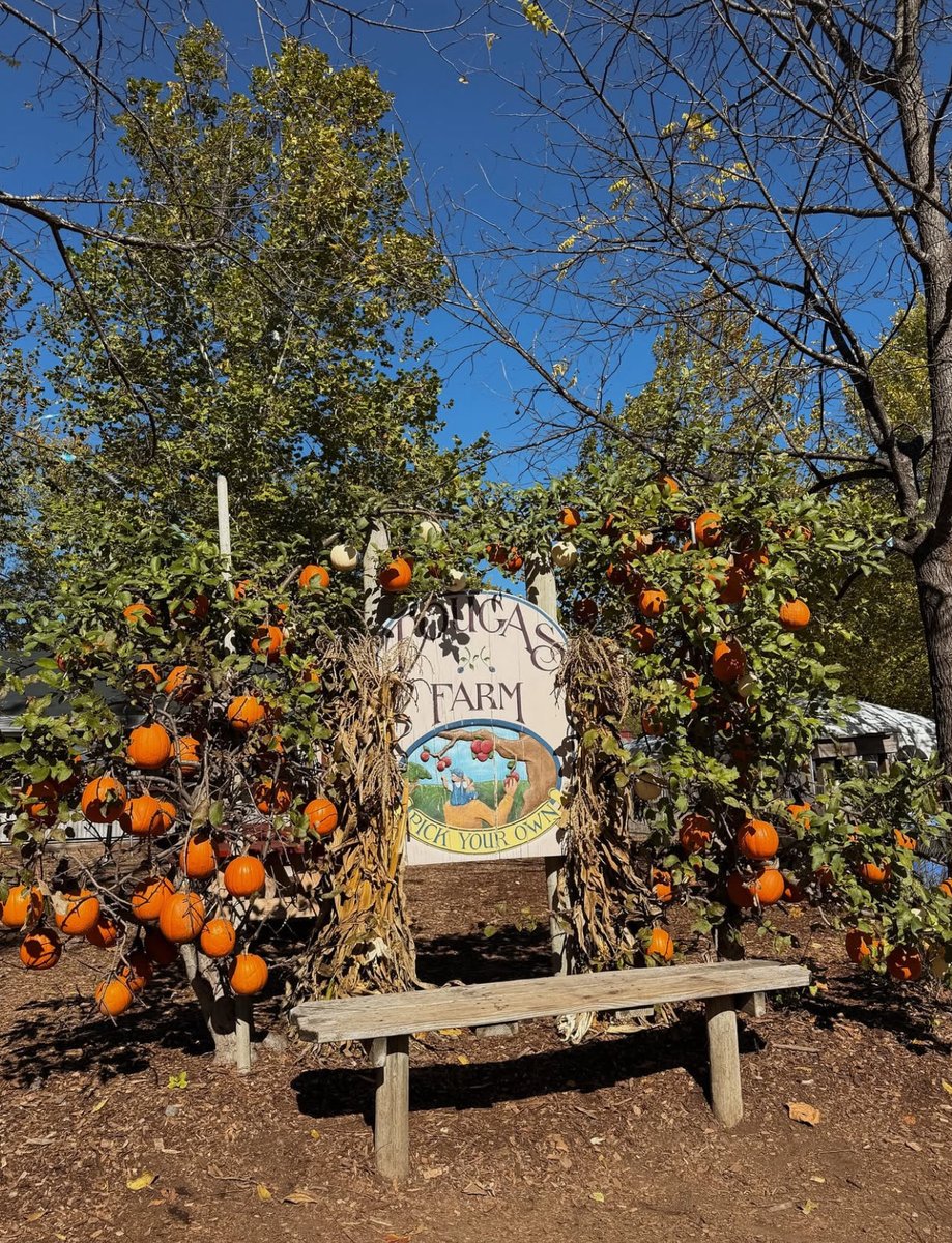 heatherluxx's tweet photo. Cozy Cozy Cozy 🎃🎃🎃 https://t.co/Sc0eLuvPaz