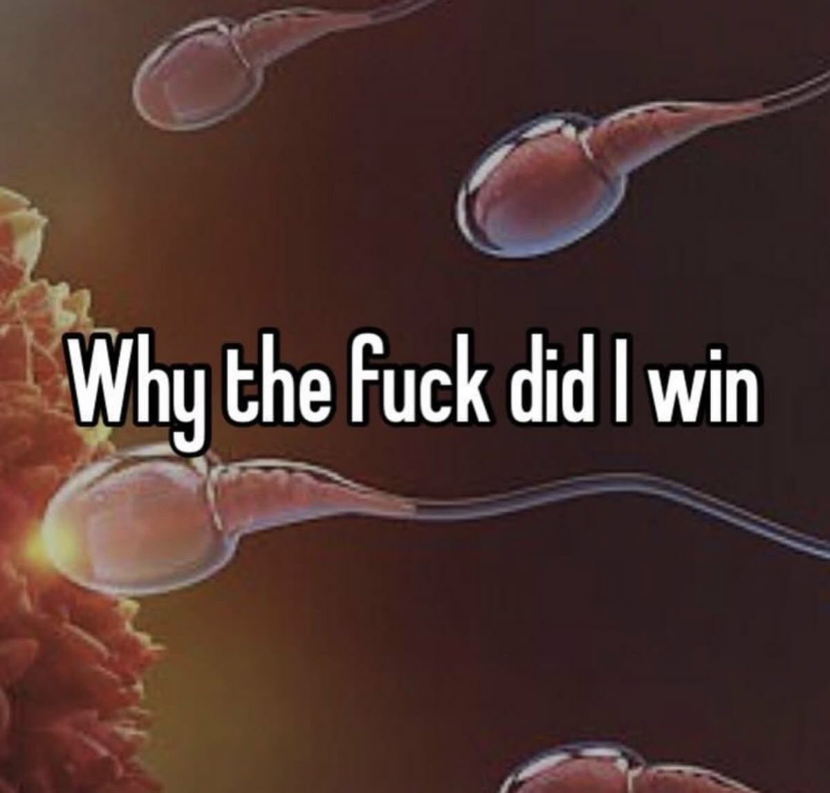 ME0WSTIC's tweet image. 