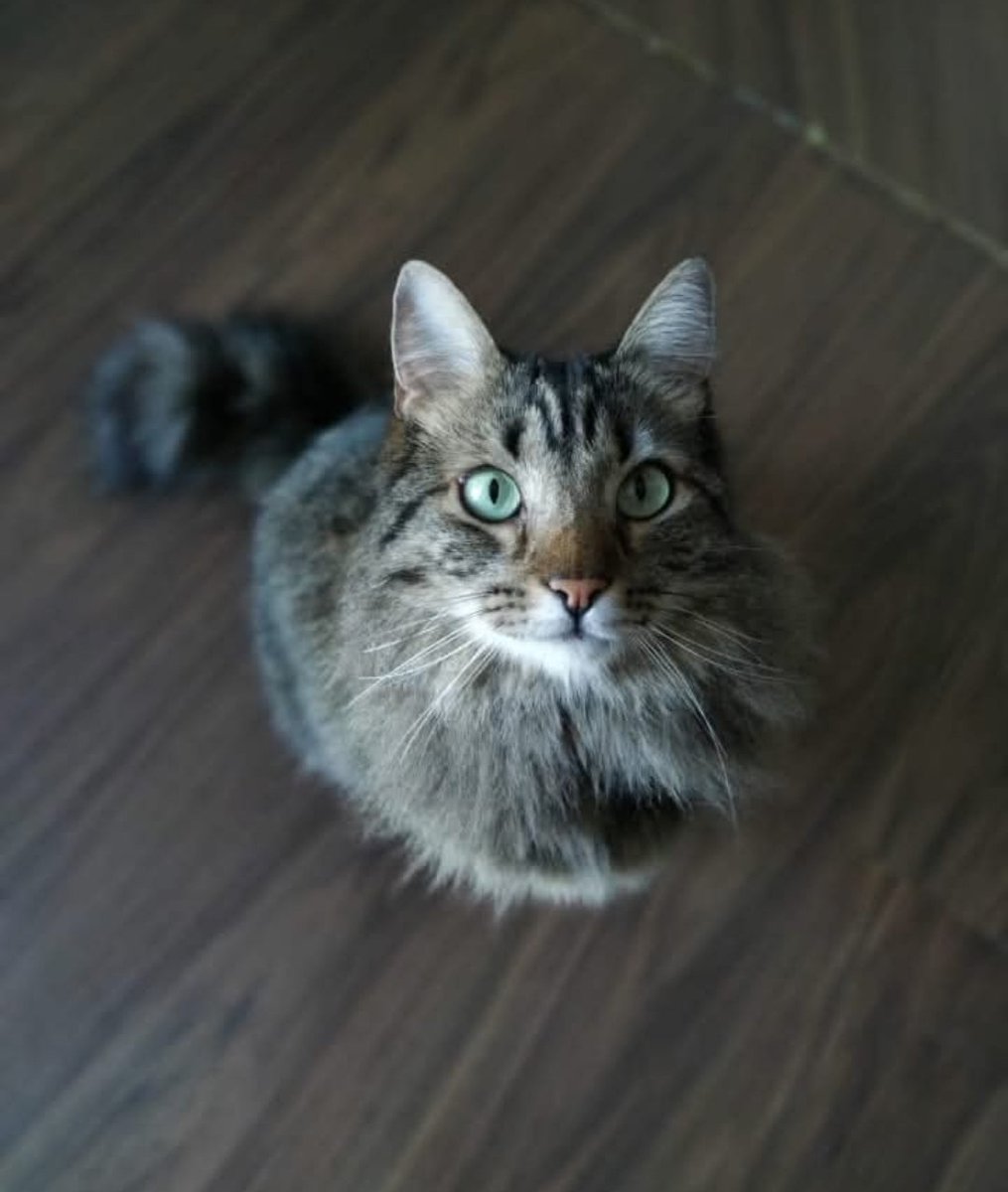 And nobody wanted you because you were a Ugly baby...Ah! Lool at you 🩷🩷🩷🩷🩷

#Cat #CatsOfTwitter #CatsOfX #CatsLover #CatsAreFamily #cats #happy